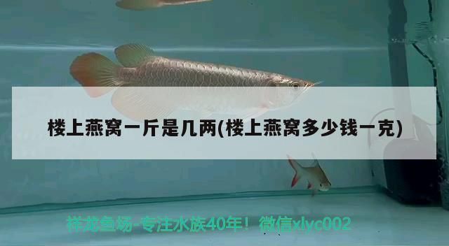 龍魚(yú)缸改海缸：如何將龍魚(yú)缸改造成海水缸 龍魚(yú)百科 第1張