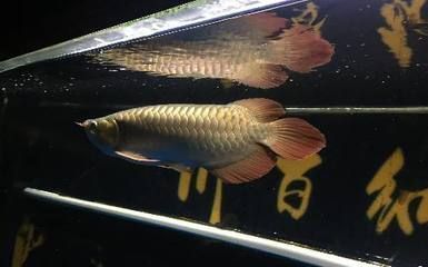 龍魚(yú)常見(jiàn)疾病有以下幾種類型的是：龍魚(yú)常見(jiàn)疾病類型 龍魚(yú)百科 第4張