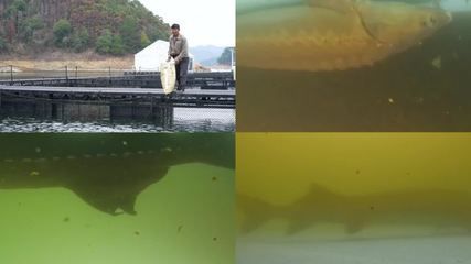 龍魚水質檢測哪些項目：龍魚水質檢測中常見的指標及其合格標準 龍魚百科 第2張