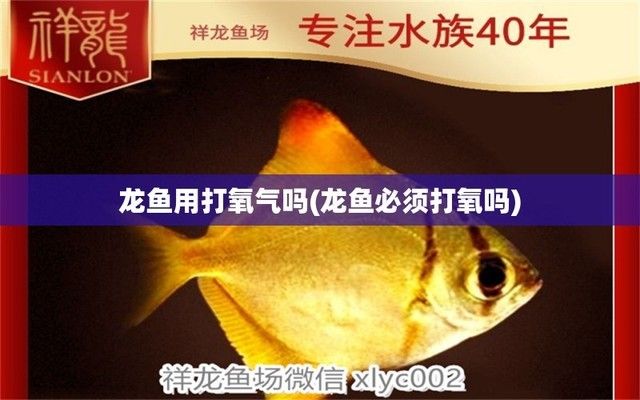 養(yǎng)紅龍魚爆氧好嗎：養(yǎng)紅龍魚需要爆氧嗎？ 紅龍魚百科 第1張