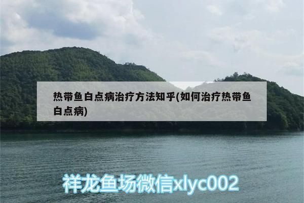 預防銀版魚白點病的方法：銀版魚白點病的預防 細線銀板魚苗 第1張