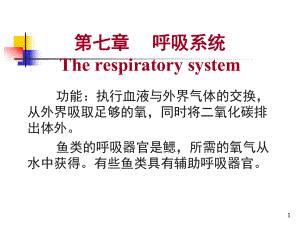 申古銀版魚呼吸系統(tǒng)的特殊性：申古銀版魚呼吸系統(tǒng)特殊性 細線銀板魚苗 第2張