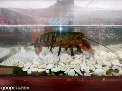 印尼紅龍魚多少錢一條合適的魚缸：印尼紅龍魚價格 紅龍魚百科 第3張