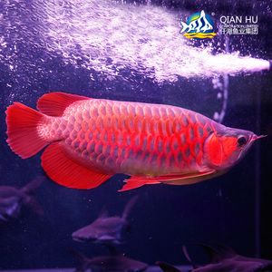 紫焰紅龍魚(yú)：探討紫焰紅龍魚(yú) 紅龍魚(yú)百科 第2張