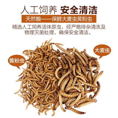 銀龍魚能用黃粉嗎：銀龍魚使用黃粉對魚類具體危害，水族箱水質(zhì)維護(hù)技巧 龍魚百科 第3張