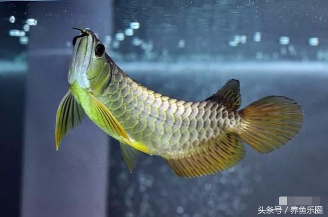 龍魚可以不喂活食嗎：龍魚可以不喂活食來飼養(yǎng)嗎？ 龍魚百科 第4張