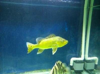 細線銀版魚幼魚專用飼料：細線銀版魚幼魚專用飼料品牌推薦細線銀版魚幼魚飼料品牌推薦 細線銀板魚苗 第1張