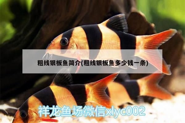 如何挑選健康的粗線銀板魚苗：如何挑選健康的粗線銀板魚苗,粗線銀板魚苗養(yǎng)殖技術要點