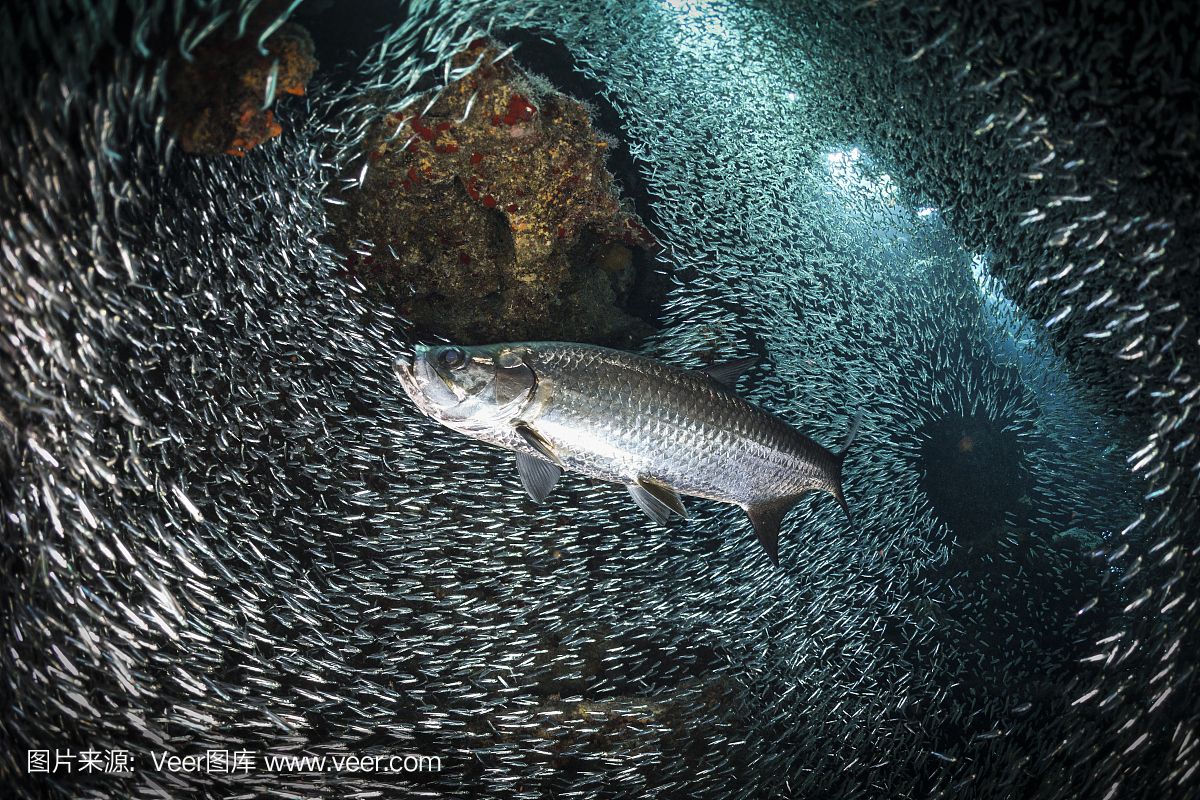 銀版魚群游習(xí)性探究：銀版魚的群游習(xí)性 細(xì)線銀板魚苗 第2張