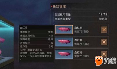 明日之后血紅龍魚多少錢一條：明日之后血紅龍魚交易攻略血紅龍魚文化象征意義探究 紅龍魚百科 第4張