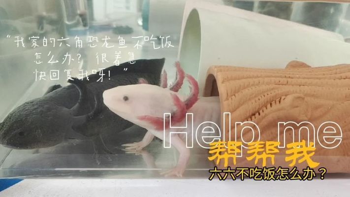 六角恐龍魚吃撐了：六角恐龍魚喂食注意事項 龍魚百科 第2張