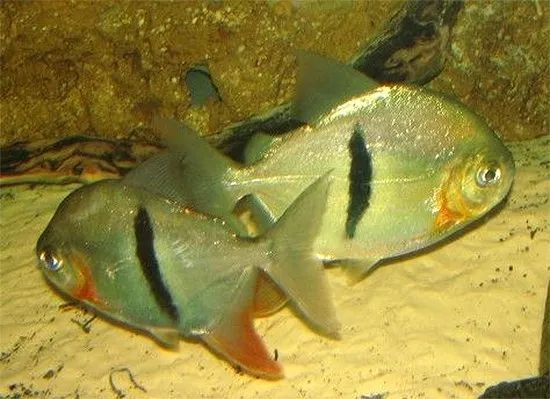 紅眼白子銀版魚飼料搭配：紅眼白子銀版魚飼料品牌推薦 細線銀板魚苗 第3張