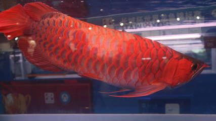 紅龍魚市場：紅龍魚市場價(jià)格波動(dòng)較大 紅龍魚百科 第4張