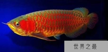 紅龍魚綠底：紅龍魚綠底與普通紅龍區(qū)別 紅龍魚百科 第3張