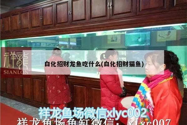 金龍魚幼苗價格查詢最新消息：2019年金龍魚幼苗價格查詢 水族問答 第2張