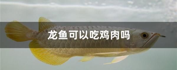 龍魚只吃飼料不吃小魚怎么回事：龍魚只吃飼料不吃小魚怎么辦 龍魚百科 第5張