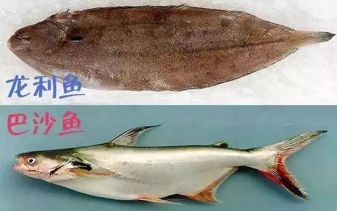 眼斑魚疾病早期癥狀識別：眼斑魚疾病的早期癥狀 龍魚百科 第2張