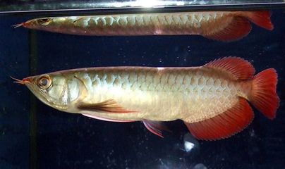 新加坡半號(hào)紅龍魚(yú)是什么魚(yú)?。盒录悠掳胩?hào)紅龍魚(yú)飼養(yǎng)技巧分析紅龍魚(yú)飼養(yǎng)技巧分析 紅龍魚(yú)百科 第4張