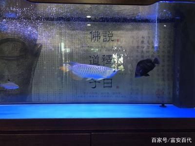 龍魚都在魚缸底層游意味什么：如何判斷龍魚在魚缸底層游動(dòng) 龍魚百科 第4張