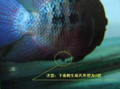 金龍魚魚百度百科：如何正確地為金龍魚挑選食物？ 水族問答 第2張