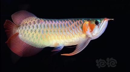 龍魚(yú)中的大湖魚(yú)是什么意思：印尼紅龍與大湖魚(yú)文化背景探究大湖魚(yú)市場(chǎng)價(jià)格趨勢(shì) 龍魚(yú)百科 第2張