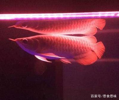 紅龍魚喜歡吃什么小魚：關(guān)于紅龍魚喜歡吃什么小魚的詳細(xì)信息 紅龍魚百科 第5張