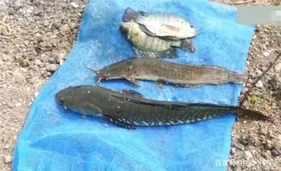 金龍魚魚缸尺寸是多少：金龍魚魚缸尺寸因品牌和款式不同而有所差異 水族問答 第2張