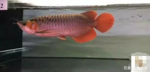 龍魚紅龍最好的品種是什么魚：辣椒紅龍魚市場價格趨勢橙紅龍魚養(yǎng)殖環(huán)境要求