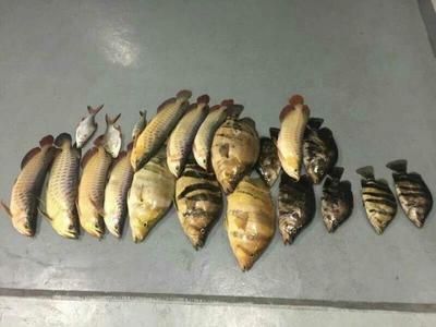 龍魚急救成功案例：龍魚急救失敗原因分析, 龍魚百科 第4張