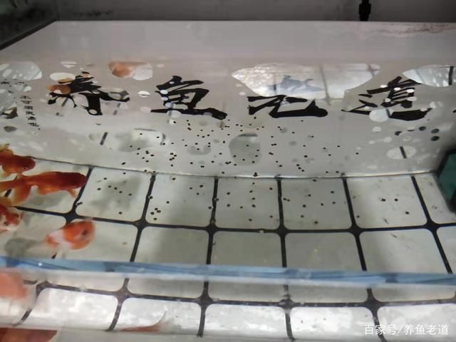 金龍魚魚缸寬度和高度：關(guān)于金龍魚魚缸的問題 水族問答