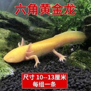 六角恐龍魚吃什么飼料長得快：六角恐龍魚飼料品牌推薦 龍魚百科 第3張