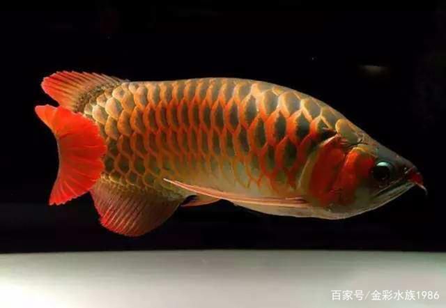 龍魚色彩受哪些因素影響：如何通過環(huán)境調(diào)控龍魚色彩 龍魚百科 第1張