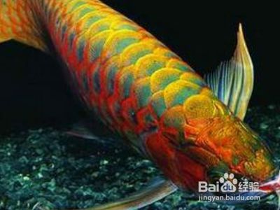 龍魚掉眼恢復(fù)過(guò)程：如何判斷龍魚掉眼是否好轉(zhuǎn) 龍魚百科 第1張