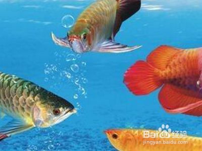 龍魚掉眼恢復(fù)過(guò)程：如何判斷龍魚掉眼是否好轉(zhuǎn) 龍魚百科 第4張