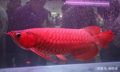 大紅龍魚多少錢一條：大紅龍魚的價(jià)格因其體型大小、健康狀況以及是否為野生而異 紅龍魚百科 第5張