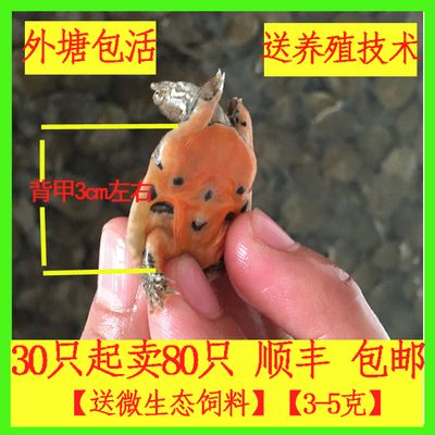 龍魚飼料改口訓食方法圖解：龍魚飼料改口訓食方法圖解龍魚飼料喂食時間安排 龍魚百科 第3張