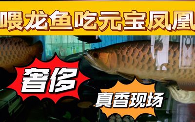 龍魚可以吃么：龍魚可以吃嗎？ 龍魚百科 第1張