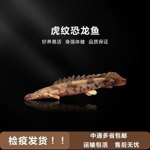 恐龍王魚常見疾病預(yù)防方法：恐龍王魚常見疾病的預(yù)防方法，恐龍王魚混養(yǎng)注意事項 龍魚百科 第5張