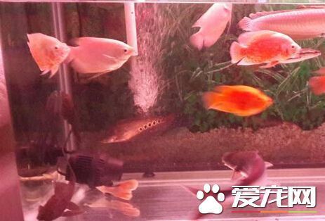 鸚鵡魚混養(yǎng)注意事項(xiàng)：鸚鵡魚混養(yǎng)的注意事項(xiàng) 龍魚百科 第2張