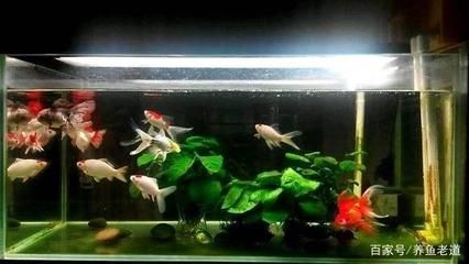 金龍魚魚類畫圖怎么畫好看：金龍魚魚類畫圖的制作技巧 水族問答 第2張