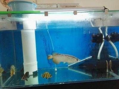 金龍魚魚苗吃什么長得快些：金龍魚幼苗在幼年期需要特定的食物以保證健康成長 水族問答 第6張