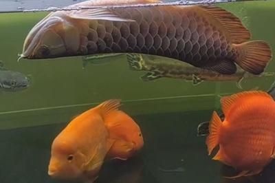 紅龍魚和金龍魚哪個好看：紅龍魚與金龍魚價格對比，新手養(yǎng)嗎