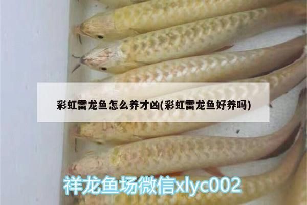 雷龍魚繁殖期飼料選擇：雷龍魚繁殖期營養(yǎng)需求詳解 龍魚百科 第3張