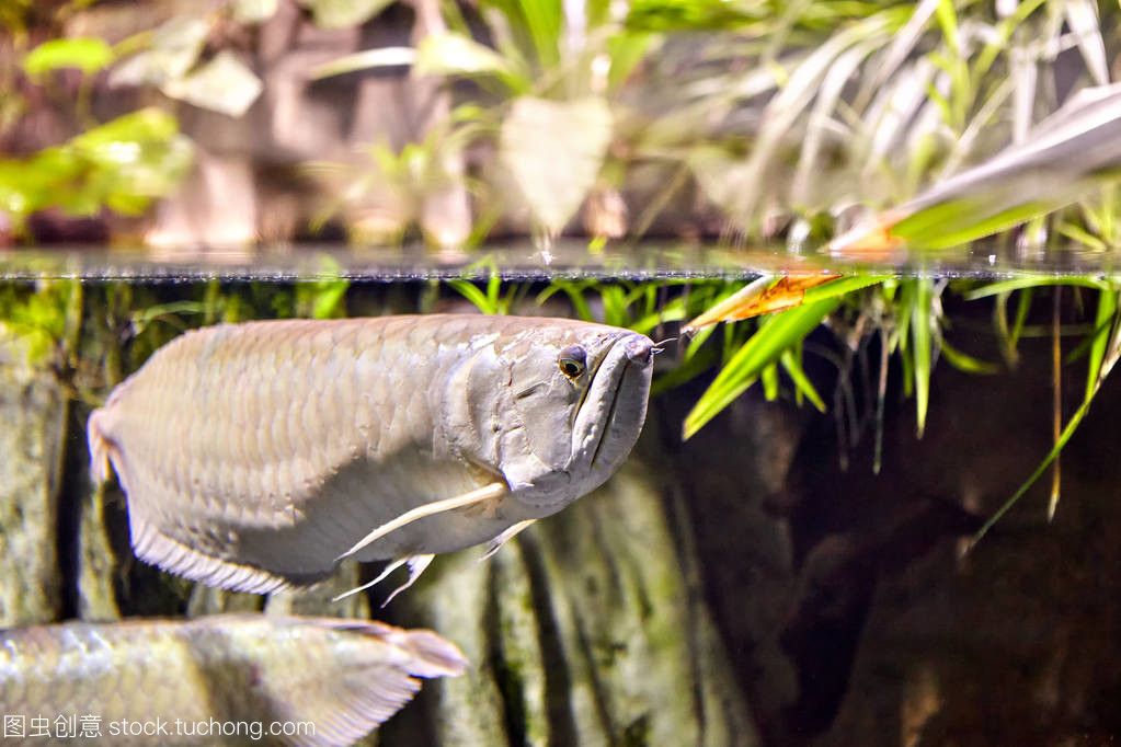 龍魚淡水魚還是咸水魚好吃些：龍魚是淡水魚還是咸水魚好吃些 龍魚百科 第4張