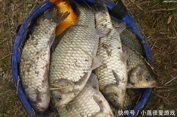 金龍魚(yú)魚(yú)苗批發(fā)市場(chǎng)在哪里：在金龍魚(yú)魚(yú)苗批發(fā)市場(chǎng)購(gòu)買后，如何運(yùn)輸和管理這些魚(yú)苗？ 水族問(wèn)答 第1張