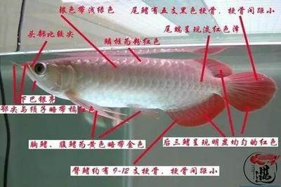 紅龍魚的尾巴怎么越養(yǎng)越大：紅龍魚尾巴如何越養(yǎng)越大 紅龍魚百科 第5張