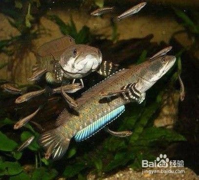 雷龍魚繁殖環(huán)境布置要點：雷龍魚的繁殖環(huán)境布置 龍魚百科 第4張