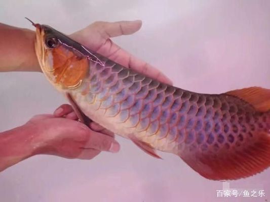 紅龍魚發(fā)色餌料自制方法：紅龍魚發(fā)色最佳飼料搭配 紅龍魚百科 第4張