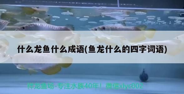 龍魚四字成語有哪些：魚躍龍門的歷史典故 龍魚百科 第4張