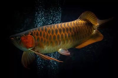 紅龍魚(yú)多大可以上側(cè)燈：紅龍魚(yú)側(cè)燈使用注意事項(xiàng) 紅龍魚(yú)百科 第4張